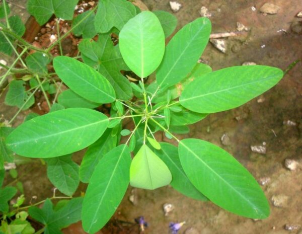 Codariocalyx motorius / Desmodium gyrans green midrib - Telegraph Plant