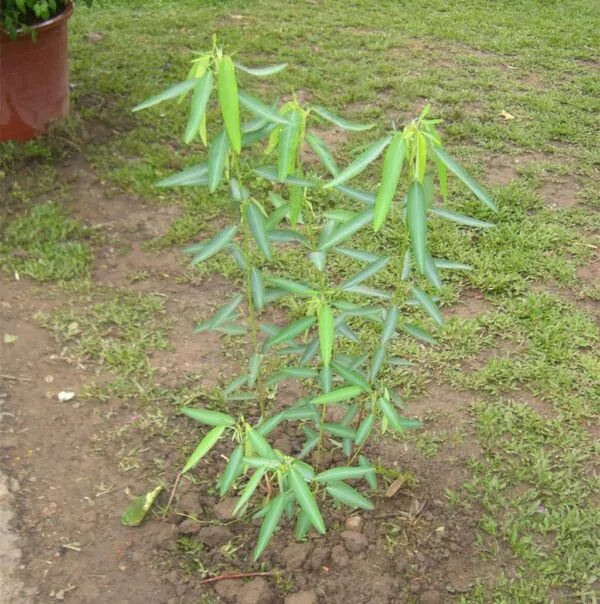 Codariocalyx motorius / Desmodium gyrans green midrib - Telegraph Plant - Image 7