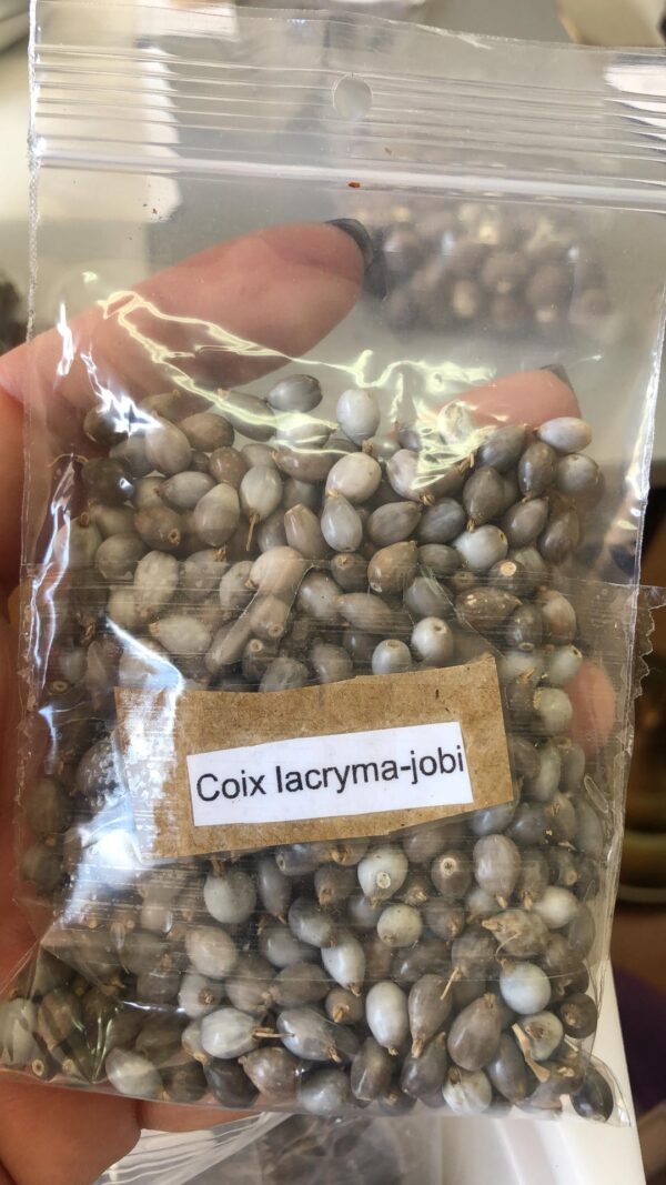 Coix lacryma jobi - Job s tears, Adlay or Adlay Millet - Image 2