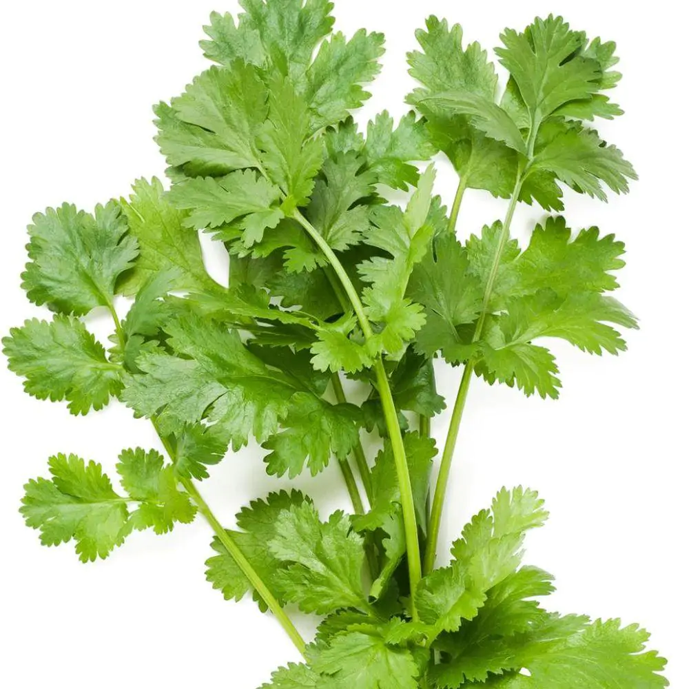 Coriandre (Coriandrum sativum)