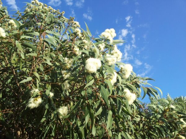 Corymbia eximia - Yellow Bloodwood, Eucalipto Gold Gum, Dwarf Golden Gum, Dwarf, Corymbia Nana - Image 7