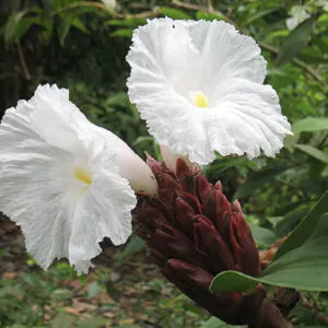 Costus speciosus - Cane-Reed,  Crepe Ginger