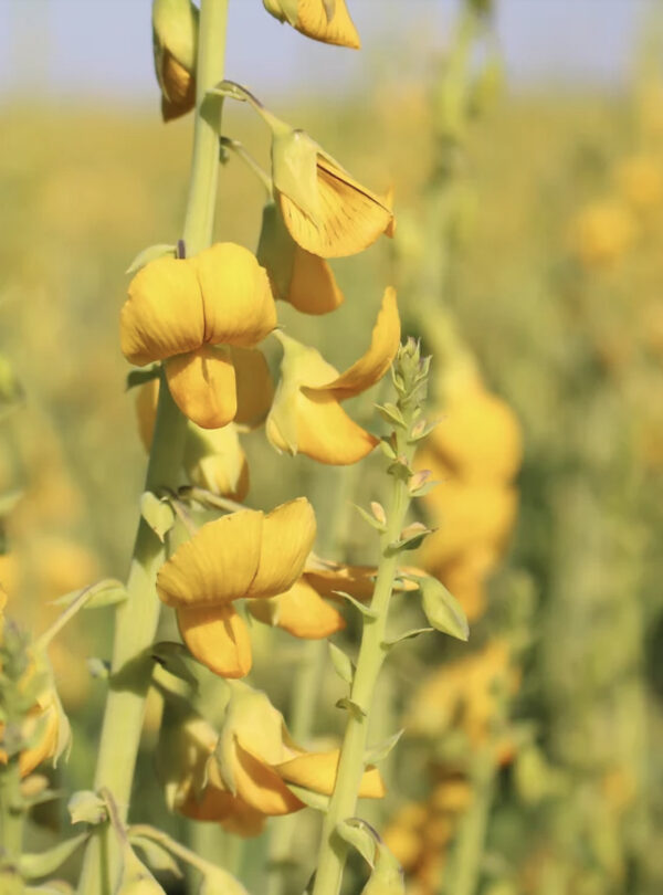 Crotalaria spectabilis - Rattlebox, Showy Crotalaria, Showy Rattlebox - Image 2