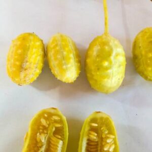 Cucumis anguria - Burr Cucumber, maroon cucumber