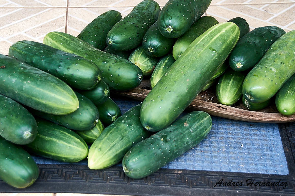 Cucumis sativus (Cucumber)