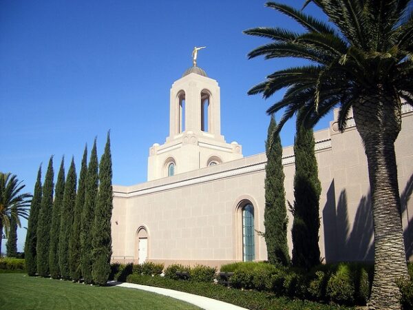 Cupressus sempervirens var. stricta - Italian Cypress, Mediterranean Cypress, Candle Cypress, Pyramidal Cypress - Image 9