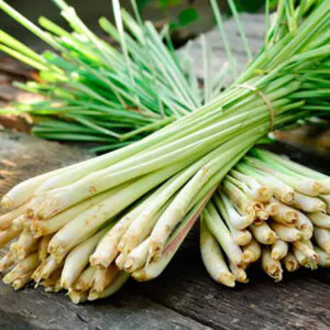 Cymbopogon flexuosus - Cochin grass, East-Indian Lemon Grass, Malabar grass