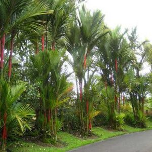 Cyrtostachys renda / Cyrtostachys lakka - Lipstick Palm, Lakka Palm, Red Palm, Sealing Wax Palm