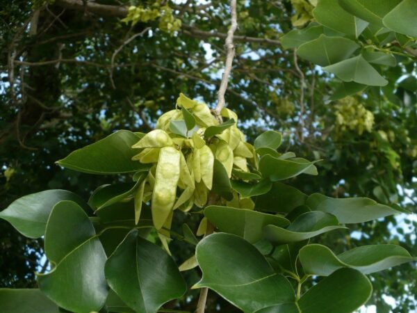 Dalbergia sissoo - shisham jacaranda, sheesham wood, shisham wood, indian rosewood - Image 4