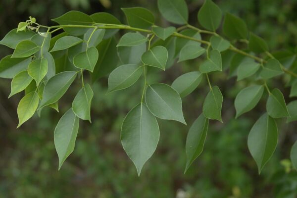 Dalbergia sissoo - shisham jacaranda, sheesham wood, shisham wood, indian rosewood - Image 7