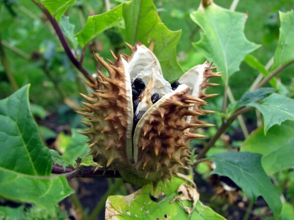 Datura stramonium - Thorn Apple, Thornapple, Jimsonweed, Jimson Weed, Devil's Snare, Devil's Trumpet - Image 2