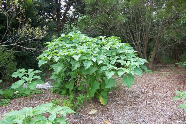 Datura stramonium - Thorn Apple, Thornapple, Jimsonweed, Jimson Weed, Devil's Snare, Devil's Trumpet - Image 3