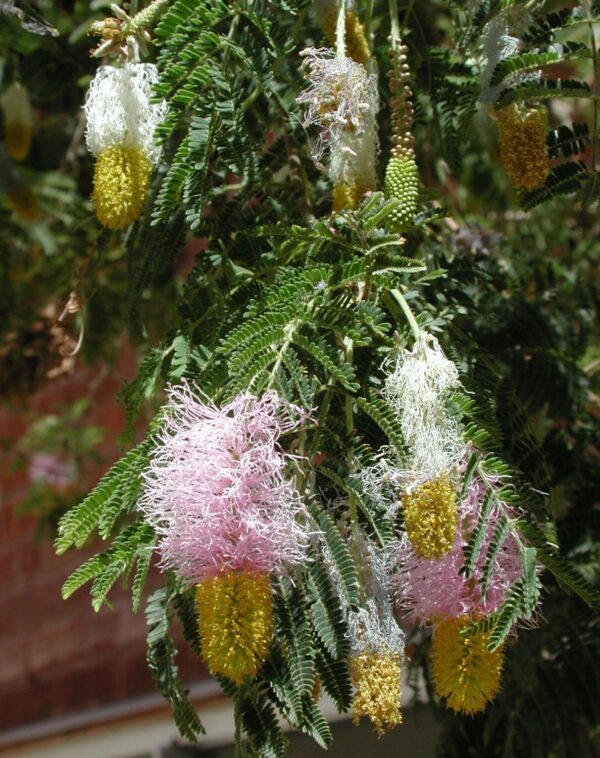 Dichrostachys cinerea - kalahari christmas tree, chinese lantern tree - Image 6