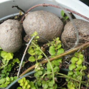 Dioscorea bulbifera - air potato, air potato, aerial yam.