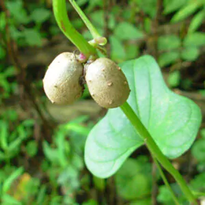 Dioscorea oppositifolia / Dioscorea opposita - Indian Yam, Chinese Yam