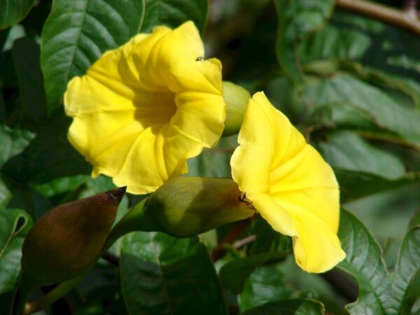 Distimake tuberosus / Merremia tuberosa / Batatas tuberosa - Spanish Arborvine, Wood Rose, Yellow Morning-Glory - Image 2