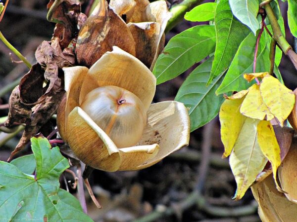Distimake tuberosus / Merremia tuberosa / Batatas tuberosa - Spanish Arborvine, Wood Rose, Yellow Morning-Glory