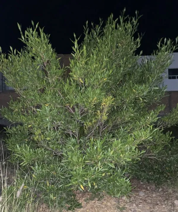 Dodonaea viscosa - Broadleaf Hopbush - Image 6