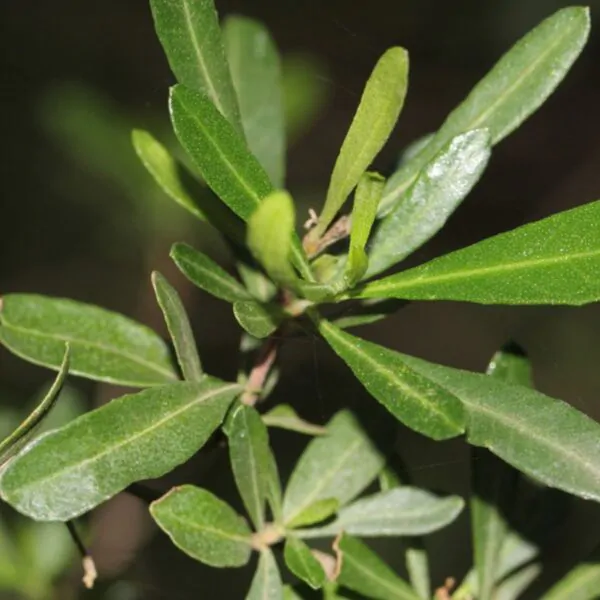Dodonaea viscosa - Broadleaf Hopbush - Image 10