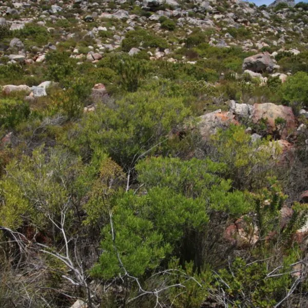 Dodonaea viscosa - Broadleaf Hopbush - Image 11
