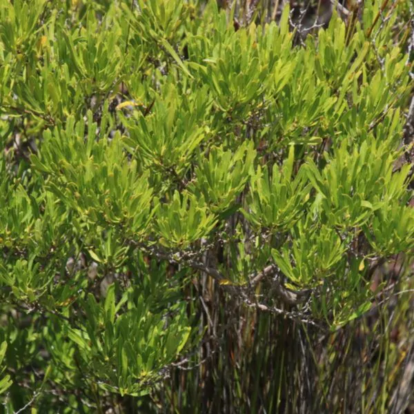 Dodonaea viscosa - Broadleaf Hopbush - Image 12