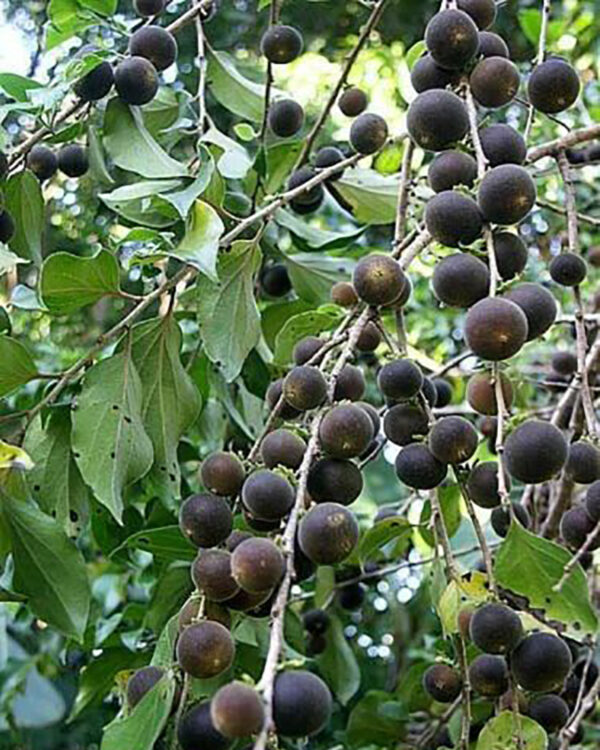 Dovyalis hebecarpa - Ceilon-ketembilla curry - Image 2