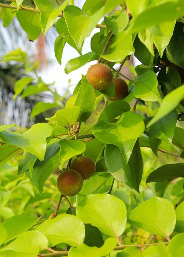 Dovyalis hebecarpa - Ceilon-ketembilla curry - Image 5