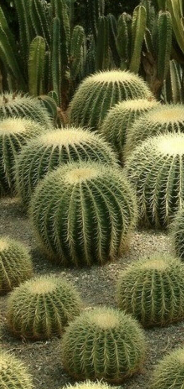 Echinocactus grusonii - Golden Barrel Cactus - Image 2
