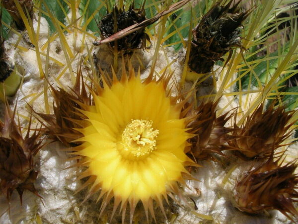 Echinocactus grusonii - Golden Barrel Cactus - Image 4