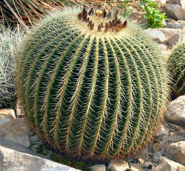 Echinocactus grusonii - Golden Barrel Cactus - Image 5