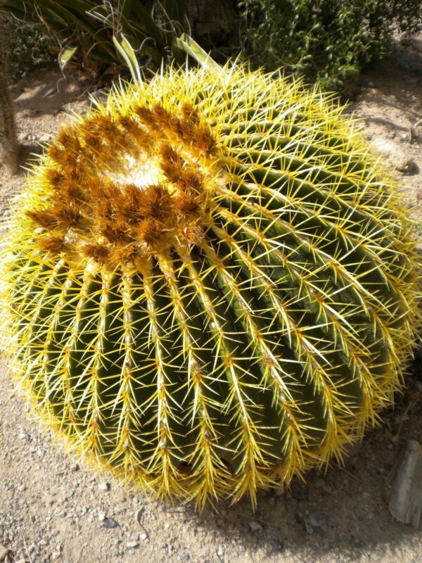 Echinocactus grusonii - Golden Barrel Cactus - Image 7