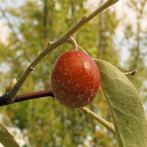 Elaeagnus angustifolia - Russian olives, russian olive, parrot olive, parrot tree