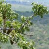 Entandrophragma caudatum sprague - Mountain Mahogany - Image 3