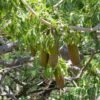 Entandrophragma caudatum sprague - Mountain Mahogany - Image 4