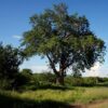Entandrophragma caudatum sprague - Mountain Mahogany - Image 6
