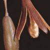Entandrophragma caudatum sprague - Mountain Mahogany - Image 12