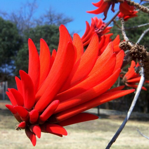 Erythrina lysistemon - Common Coral Tree - Image 4