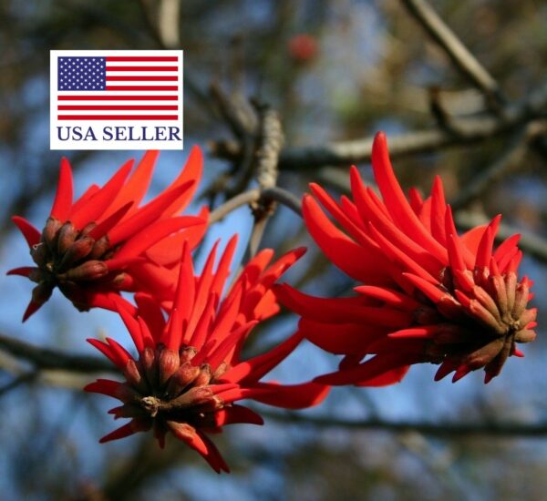 Erythrina lysistemon - Common Coral Tree - Image 5