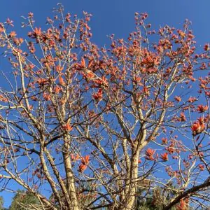 Erythrina variegata - Tiger's claw, Indian Coral Tree