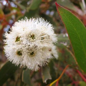 Eucalyptus alpina - Grampians Gum