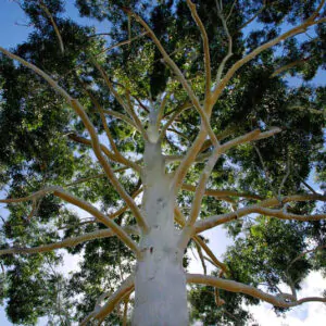 Eucalyptus grandis - Rose Gum, Flooded Gum