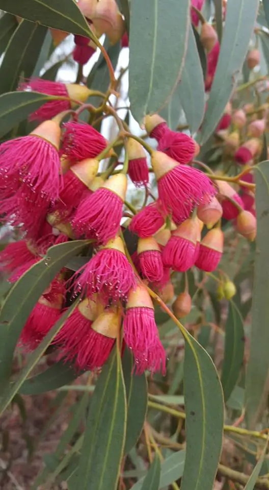 Eucalyptus leucoxylon subsp. megalocarpa - Eucalyptus leucoxylon 'Rosea',  Large-fruited Yellow Gum, Red Flowering Yellow Gu - Quinta dos Ouriques