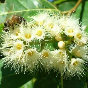 Eucalyptus pellita - Red Stringybark