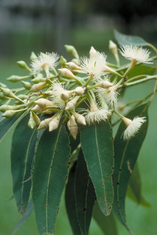 Eucalyptus pellita - Red Stringybark - Image 2