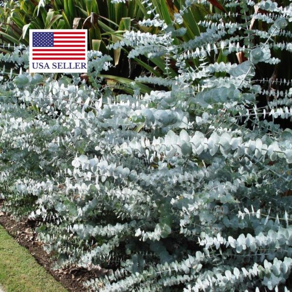 Eucalyptus pulverulenta - Baby Blue, Silver Leaved Mountain Gum, Powdered Gum, Mountain Silver - Image 2