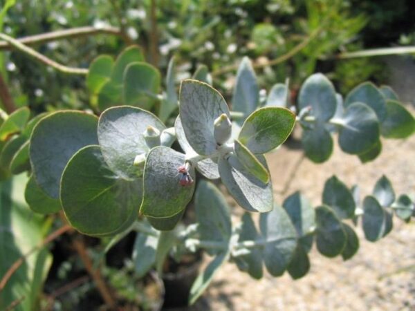 Eucalyptus pulverulenta - Baby Blue, Silver Leaved Mountain Gum, Powdered Gum, Mountain Silver - Image 11