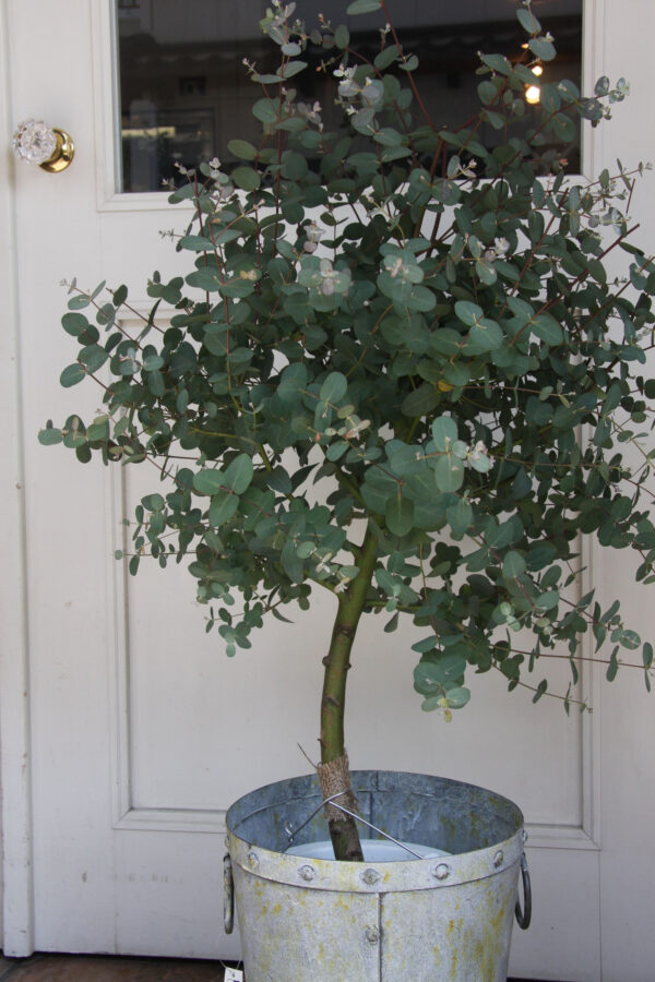 Eucalyptus pulverulenta - Baby Blue, Silver Leaved Mountain Gum, Powdered Gum, Mountain Silver - Image 13