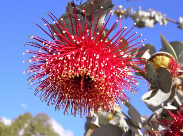 Eucalyptus rhodantha - Rose Mallee