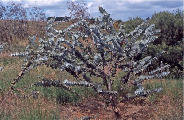Eucalyptus rhodantha - Rose Mallee - Image 2