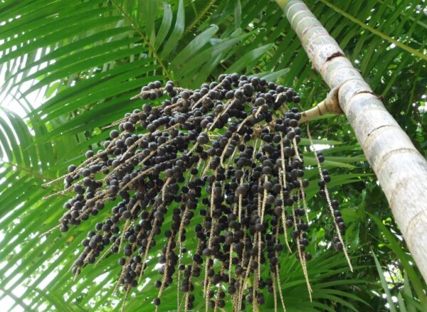 Euterpe oleracea - Açaí Palm - Image 3